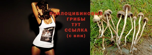 индика Бородино