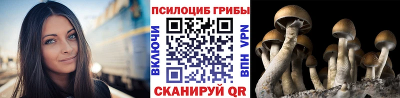 площадка какой сайт  Гатчина  Псилоцибиновые грибы мухоморы 